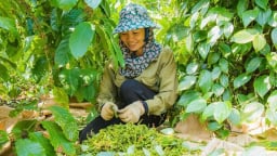Mỹ mạnh tay chi 42 triệu USD mua, xuất khẩu một loại hạt cay nồng của Việt Nam lập kỷ lục ngay đầu năm
