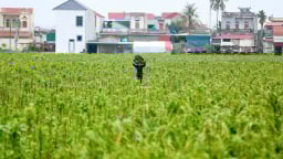 Một xã ở Thanh Hóa trồng 300 ha cây ra lá dài cả mét, thái phơi khô, bán 600.000 đồng/kg