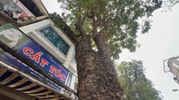 Chặt hạ, dịch chuyển hàng trăm cây xanh trên con đường “đắt nhất hành tinh” ở Hà Nội