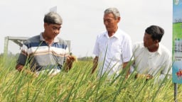 Tổ khuyến nông cộng đồng- 'mắt xích' quan trọng thực hiện Đề án 1 triệu ha lúa chất lượng cao, phát thải thấp