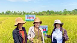 Nông dân xứ Quảng ngỡ ngàng với giống lúa mới VNR98 đẹp rực rỡ, năng suất cao, gạo ngon của Vinaseed