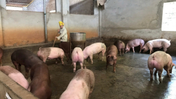  Hội viên nông ngày càng có thêm kiến thức làm giàu