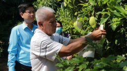 Quả đặc sản trồng ở một nơi giáp biển tại TP HCM, dân có thu nhập tốt, nông thôn mới thêm niềm vui mới