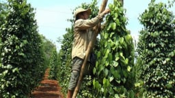 Giá tiêu nội địa cao nhờ nông dân bán cầm chừng, nguy cơ giảm năng suất tiêu vẫn hiện hữu