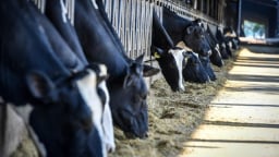 70.000 bò sữa được cho ăn thế nào để mang tới dòng sữa tươi sạch TH true MILK?