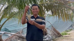 Nuôi thành công loài 'tôm sông khổng lồ', một tỷ phú Đồng Nai hễ bắt lên bán đắt, bán nhanh như tôm tươi