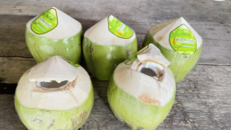 Nguồn cung từ Việt Nam và các quốc gia xuất khẩu giảm, giá dừa tăng vọt trên thị trường thế giới