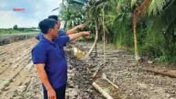 Chưa từng thấy, loại quả ngoài xơ cứng trong nước thơm, cơm ngon lành này đang tăng giá kỷ lục ở Trà Vinh