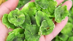 Loại rau giòn ngọt nhất, ăn nhiều tăng cường miễn dịch, điều hòa cảm xúc, phơi khô thành món ngon lạ