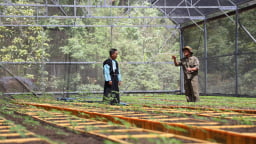 Kỳ tích 'bén rễ' của cây 'Quốc bảo' trên đất Sơn La