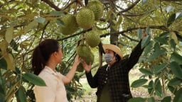 Trước khi sáp nhập với Bình Phước, tỉnh Đồng Nai ban hành ngay một kế hoạch, tỉnh Đồng Nai mới sẽ thành 'thủ phủ' sầu riêng, chuối?