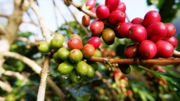 Giá cà phê quay đầu tăng nhưng thị trường trầm lắng trong kỳ nghỉ lễ