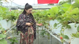 Đến Mộc Châu 'trốn nóng', trải nghiệm hái quả ngọt lành