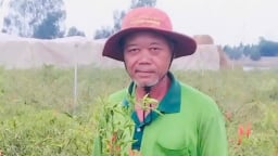 Cây đặc sản nào ở Đồng Tháp, Tiền Giang được mùa liên tiếp, nông dân vẫn thở dài nói ra câu này?