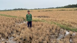 Lúa chết bất thường cạnh dự án cao tốc Cần Thơ - Cà Mau: Nông dân đã được bồi thường gần 1 tỷ đồng