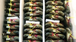 Đây là một cách 'chắc như bắp' để nông dân Cà Mau bán đặc sản, nông dân giá tốt, giảm nghèo, tăng thu nhập