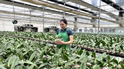Ứng dụng công nghệ cao, chị nông dân Hà Nội bắt loài hoa quý tộc 'nhả vàng' trên vùng đất úng ngập