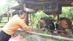 Nông dân Kon Tum phấn chấn bởi bò khỏe, đẻ đều, thu nhập tốt hơn nhờ đầu tư Quỹ Hỗ trợ nông dân hiệu quả