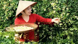 Một HTX ở Bắc Giang trồng thứ sâm tiến vua, có 3 sản phẩm từ sâm nam được gắn sao OCOP