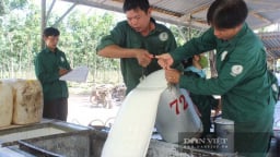 Giá cao su tăng giữa nhiều biến động, nông dân kỳ vọng nhiều tín hiệu tích cực từ thị trường Trung Quốc