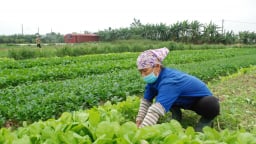 Hà Nội đẩy mạnh nông nghiệp xanh: Nâng cao chất lượng nông sản, giảm thiểu ô nhiễm môi trường