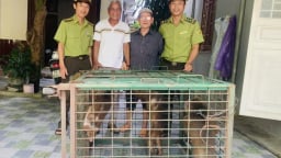 Ba con động vật hoang dã mặt đỏ khoảng 10 tuổi có tên trong sách Đỏ thế giới, dân vừa giao nộp kiểm lâm Huế