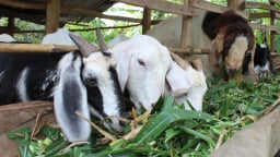 Đồng Nai: Vay vốn đúng lúc, nuôi dê đúng cách, người dân Tân Phú thoát nghèo 'chắc như bắp'