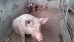 Hướng làm giàu bền vững cho hội viên nông dân Sơn La