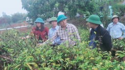 Trồng ba kích tím, nuôi gà 6 cựa, huyện vùng cao Sơn Động của tỉnh Bắc Giang giảm mạnh hộ nghèo