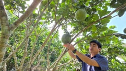 Miệt vườn xanh ngon như phim ở Quảng Nam nhờ Quỹ Hỗ trợ nông dân tiếp thêm “đạm” cho cây trồng