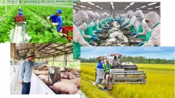 Thủ tướng có chỉ đạo mới nhất về ứng phó với thay đổi thuế quan của một số quốc gia, xử lý nghiêm gian lận xuất xứ, lợi dụng ép giá