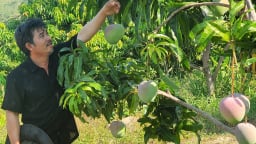 Hội Nông dân Khánh Hòa kêu gọi chung tay giúp tiêu thụ xoài Úc cho bà con nông dân huyện Cam Lâm