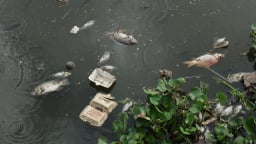 Cá chết trên kênh Nhiêu Lộc - Thị Nghè, Chi cục Thủy sản nói gì?