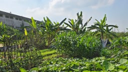 Dự án nhà ở xã hội tại Hà Nội bị bỏ hoang, thành nơi trồng rau