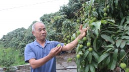 Trồng cây đặc sản ra quả ngon chín sớm, một ông nông dân Quảng Ninh bẻ hàng tấn, bán hết veo