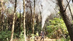 Thủ phạm ăn trụi lá thông ở 500 ha rừng thông tại Hà Tĩnh là con vật quái ác nào?