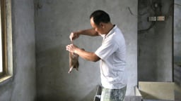 Một nông dân Hà Nam nuôi động vật hoang dã bán làm con đặc sản mà giàu hẳn lên