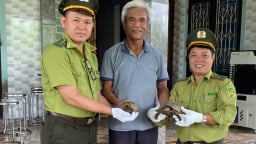 4 con động vật hoang dã gồm 2 con rùa núi vàng, 1 con cu li, 1 con tê tê Java được người dân Huế giao nộp cho kiểm lâm 