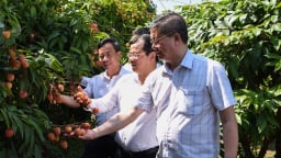 Một xã ở Bắc Giang có 'kho báu' hơn 700ha, cho thứ quả đỏ au, nhờ bán đi Trung Quốc, Nhật Bản, EU mà dân khấm khá