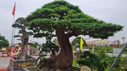 Giữa Hà Nội, xuất hiện một 'cụ' me cảnh có dáng như bản đồ Việt Nam, chủ nhân cũng không biết cây đã mấy trăm năm tuổi 
