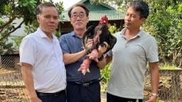 Nuôi thứ gà tiến vua kiểu gì mà khách Nhật Bản, Hàn Quốc đến xem, thấy thích mê, một HTX ở Hưng Yên thu hàng tỷ/năm