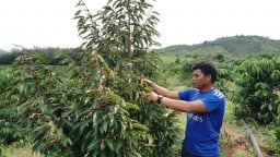Ở Kon Tum, nông dân vay vốn Quỹ HTND đầu tư trồng cây gì, nuôi con gì mà nhà nào cũng khá giả lên?