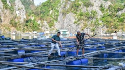 'Chuyển động' mới đối với ngành nuôi biển tại Quảng Ninh