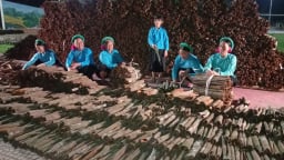 Ở Đại Dực của Quảng Ninh, dân giảm nghèo, 'thay da đổi thịt' nhờ trồng một thứ cây hễ 'xước tí da' thơm 3 quả đồi