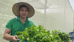 Bỏ nghề kỹ sư về quê trồng loài rau trước chỉ mọc hoang nhưng quý như thuốc, anh thanh niên Hà Nam bán đi khắp tỉnh