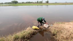 Ngập lụt cả một cánh đồng, nông dân nơi này ở Tây Ninh khốn đốn chờ điều gì?