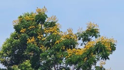 Hoa gì tên nghe 'như sét đánh' mà đẹp nao lòng giữa phố biển Quy Nhơn của Bình Định?