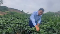 Ông giám đốc này ở Thái Nguyên trồng ớt giống gì mà xanh khắp đồng, nhiều người đang ra xem?