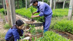 Bộ Nông nghiệp và Môi trường đề xuất giảm phí, lệ phí duy trì hiệu lực bằng bảo hộ giống cây trồng và giấy chứng nhận kiểm dịch động vật