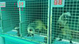 Bỏ nghề đi biển về nuôi loài thú không thể cho sinh sản cận huyết, thế mà ông nông dân Cà Mau giàu lên lúc nào không hay